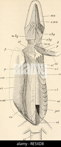 . A course of instruction in zootomy (vertebrata). Anatomy, Comparative. THE LIZARD. 157 o.ex. O.C32 m. sr r.v cr r.i FIG. 39.—Lacerta viridis. The chief muscles of the ventral aspect of the body (nat. size). On'the right side the skin is reflected out- wards along vith the rectus lateralis (r./) and superficial layer of the ex- ternal oblique (o. ex].. Please note that these images are extracted from scanned page images that may have been digitally enhanced for readability - coloration and appearance of these illustrations may not perfectly resemble the original work.. Parker, T. Jeffery (Th Stock Photo