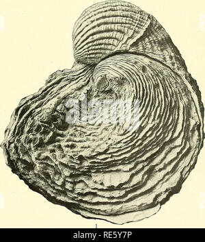 . Cretaceous deposits of the eastern Gulf region and species of Exogyra from the eastern Gulf region and the Carolinas. Geology, Stratigraphic; Geology; Bivalves, Fossil. EXOGYRA COSTATA SAY AND EXOGYRA COSTATA VAR. CANCELLATA VAR. NOV.. Please note that these images are extracted from scanned page images that may have been digitally enhanced for readability - coloration and appearance of these illustrations may not perfectly resemble the original work.. Stephenson, Lloyd William, b. 1876. Washington, Govt. print. off. Stock Photo