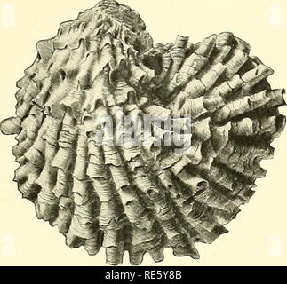 . Cretaceous deposits of the eastern Gulf region and species of Exogyra from the eastern Gulf region and the Carolinas. Geology, Stratigraphic; Geology; Bivalves, Fossil. U. S. GEOLOGICAL SURVEY PROFESSIONAL PAPER 81 PLATE XIX. Please note that these images are extracted from scanned page images that may have been digitally enhanced for readability - coloration and appearance of these illustrations may not perfectly resemble the original work.. Stephenson, Lloyd William, b. 1876. Washington, Govt. print. off. Stock Photo