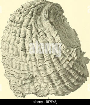 . Cretaceous deposits of the eastern Gulf region and species of Exogyra from the eastern Gulf region and the Carolinas. Geology, Stratigraphic; Geology; Bivalves, Fossil. EXOGYRA COSTATA SAY.. Please note that these images are extracted from scanned page images that may have been digitally enhanced for readability - coloration and appearance of these illustrations may not perfectly resemble the original work.. Stephenson, Lloyd William, b. 1876. Washington, Govt. print. off. Stock Photo