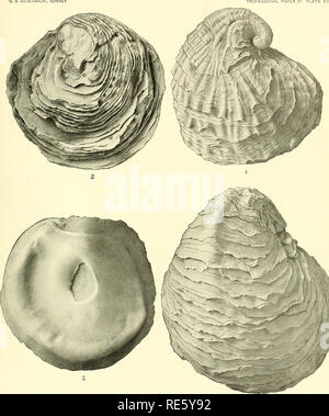 . Cretaceous deposits of the eastern Gulf region and species of Exogyra from the eastern Gulf region and the Carolinas. Geology, Stratigraphic; Geology; Bivalves, Fossil. U. S. GEOLOGICAL SURVEY. EXOGYRA PONDEROSA ROEMER AND EXOGYRA PONDEROSA VAR. ERRATICOSTATA VAR. NOV.. Please note that these images are extracted from scanned page images that may have been digitally enhanced for readability - coloration and appearance of these illustrations may not perfectly resemble the original work.. Stephenson, Lloyd William, b. 1876. Washington, Govt. print. off. Stock Photo