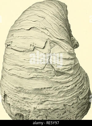 . Cretaceous deposits of the eastern Gulf region and species of Exogyra from the eastern Gulf region and the Carolinas. Geology, Stratigraphic; Geology; Bivalves, Fossil. U. S. GEOLOGICAL SURVEY PROFESSIONAL PAPER 81 PLATE XIV. EXOGYRA PONDEROSA ROEMER.. Please note that these images are extracted from scanned page images that may have been digitally enhanced for readability - coloration and appearance of these illustrations may not perfectly resemble the original work.. Stephenson, Lloyd William, b. 1876. Washington, Govt. print. off. Stock Photo