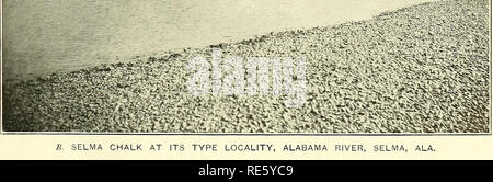 . Cretaceous deposits of the eastern Gulf region and species of Exogyra from the eastern Gulf region and the Carolinas. Geology, Stratigraphic; Geology; Bivalves, Fossil. A. TYPICAL EXPOSURE OF THE SELMA CHALK, JONES BLUFF, TOMBIGBEE RIVER, NEAR EPES, SUMTER COUNTY, ALA.. Please note that these images are extracted from scanned page images that may have been digitally enhanced for readability - coloration and appearance of these illustrations may not perfectly resemble the original work.. Stephenson, Lloyd William, b. 1876. Washington, Govt. print. off. Stock Photo