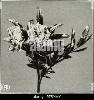 Wintersweet flowers are in full bloom in Linyi City, east China's