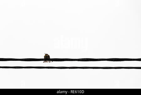 A lonely bird sits on an electrical wire. Stock Photo
