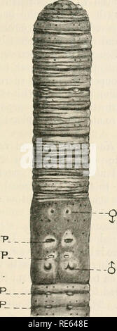 . Earthworms and their allies. Earthworms. I] STRUCTURAL AND SYSTEMATIC 17. Fig. 8. Ventral view of Eutyphoeus masoni. p papillae, J male pores, ? oviduct pores. ( x 3.). Please note that these images are extracted from scanned page images that may have been digitally enhanced for readability - coloration and appearance of these illustrations may not perfectly resemble the original work.. Beddard, Frank Evers, 1858-1925. Cambridge University Press
