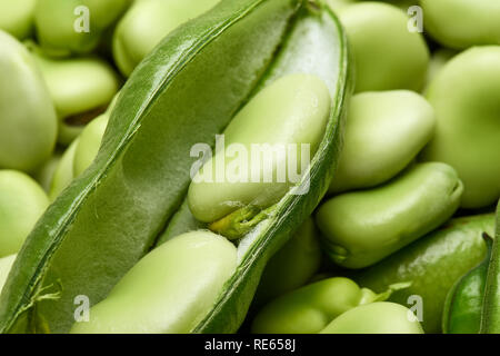 Close up studio image of a green broad fava bean pod open revealing the seeds inside with a seed background. Stock Photo