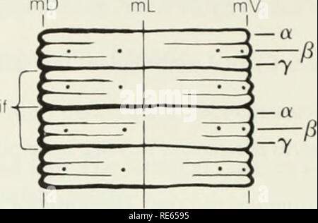 . The earthworms (lumbricidae and sparganophilidae) of Ontario. Lumbricidae; Worms. secondary annulation (Fr. sillons transversaux m.) (sa) The furrows which occur between the intersegmental furrows (q.v.). These demarcations are only exter- nal and are labelled a, /?, or y. mD. segment (Fr. segment m.) A portion of the body, along the anteroposterior axis, be- tween two consecutive intersegmental fur- rows and the associated septa. Segments are numbered with lower case roman nu- merals, i, ii, iii, etc., beginning anteriorly with the peristomium as i. The older sys- tem and some microdrile wo Stock Photo