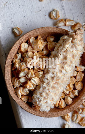 Top view of dried sweet corn seed off the cob in a cork bowl ready for spring planting. Stock Photo