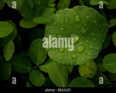 Close-up and top view image of dew on Centella asiatica leaf (Asiatic leaf, Asiatic pennywort or Indian pennywort) after the rain in the dark. It is n Stock Photo