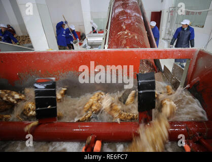 Zhangjiajie, China's Hunan Province. 20th Jan, 2019. Workers process roots of kudzu vine in Xiehe Township of Wulingyuan District in Zhangjiajie City, central China's Hunan Province, Jan. 20, 2019. People in Wulingyuan District are busy harvesting and processing roots of kudzu vine to meet market demands as the Spring Festival approaches. The Chinese Spring Festival represents the beginning of the Chinese Lunar Year and falls on Feb. 5 this year. Credit: Wu Yongbing/Xinhua/Alamy Live News Stock Photo