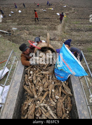 Zhangjiajie, China's Hunan Province. 20th Jan, 2019. Farmers harvest roots of kudzu vine in Xiehe Township of Wulingyuan District in Zhangjiajie City, central China's Hunan Province, Jan. 20, 2019. People in Wulingyuan District are busy harvesting and processing roots of kudzu vine to meet market demands as the Spring Festival approaches. The Chinese Spring Festival represents the beginning of the Chinese Lunar Year and falls on Feb. 5 this year. Credit: Wu Yongbing/Xinhua/Alamy Live News Stock Photo