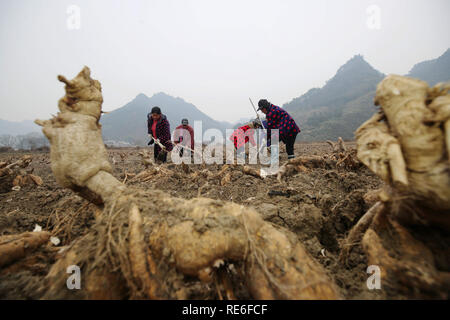 Zhangjiajie, China's Hunan Province. 20th Jan, 2019. Farmers harvest roots of kudzu vine in Xiehe Township of Wulingyuan District in Zhangjiajie City, central China's Hunan Province, Jan. 20, 2019. People in Wulingyuan District are busy harvesting and processing roots of kudzu vine to meet market demands as the Spring Festival approaches. The Chinese Spring Festival represents the beginning of the Chinese Lunar Year and falls on Feb. 5 this year. Credit: Wu Yongbing/Xinhua/Alamy Live News Stock Photo