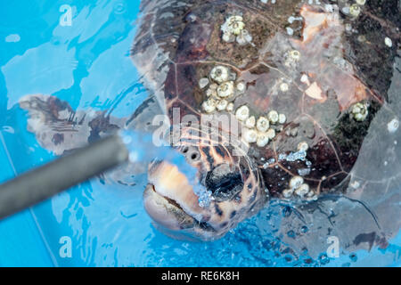 Mikhmoret, Israel. 20th January, 2019. Rescued sea turtles are treated daily, fed, weighed and measured. The National Sea Turtle Rescue Center of the Israel Nature and Parks Authority is currently treating 46 injured sea turtles washed up on the Mediterranean shores nationwide. Credit: Nir Alon/Alamy Live News Stock Photo