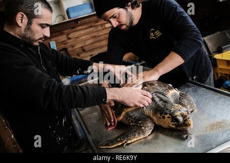 Mikhmoret, Israel. 20th January, 2019. Rescued sea turtles are treated daily, fed, weighed and measured. The National Sea Turtle Rescue Center of the Israel Nature and Parks Authority is currently treating 46 injured sea turtles washed up on the Mediterranean shores nationwide. Credit: Nir Alon/Alamy Live News Stock Photo