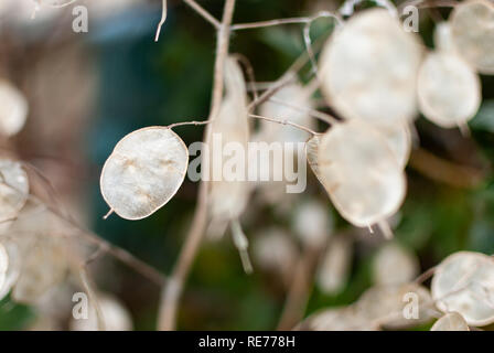 Close up of dried out leaves in winter Stock Photo