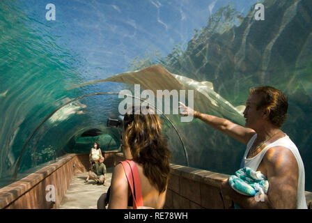 Aquarium glass tunnel to see predators. Hotel Atlantis. Paradise Island