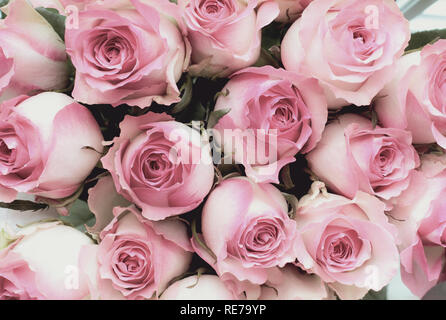 Beautiful retro soft pink rose flower background. Image shot from top view. Stock Photo
