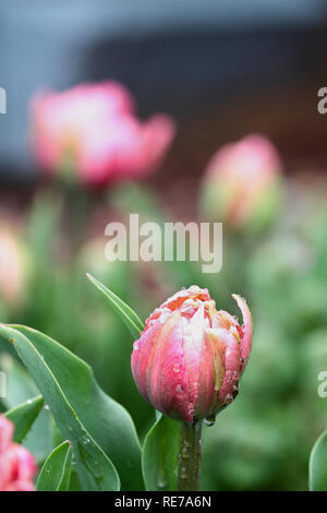 Beautiful double ruffled pink tulip , Angelique tulips, with rain drops growing in a garden. Selective focus with soft blurred background. Stock Photo