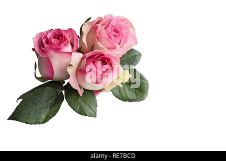 Three beautiful pink and white rose flowers with leaves isolated over a white background with clipping path included. Stock Photo