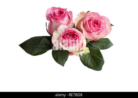 Three beautiful pink and white rose flowers with leaves isolated over a white background with clipping path included. Stock Photo