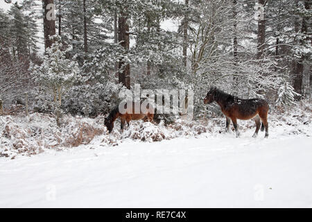 Ponies by Highland Water Inclosure Mogshade Hill New Forest National Park Hampshire England Stock Photo