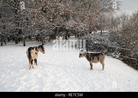 Donkies in snow near Cadman's Pool Stoney Cross New Forest National Park Hampshire England Stock Photo