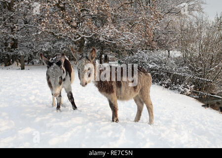 Donkies in snow near Cadman's Pool Stoney Cross New Forest National Park Hampshire England Stock Photo