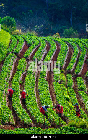 Strawberry plantations in the morning have a sea of fog Ang Khang Chiang Mai Thailand January 13, 2019 Stock Photo