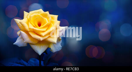 Yellow rose light Bokeh blue background Valentines Day Stock Photo