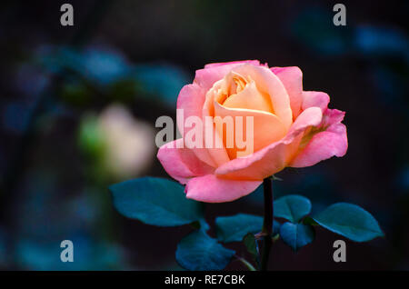 Orange yellow roses blue background Stock Photo