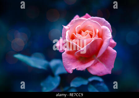 Pink roses light Bokeh blue background Valentines Day Stock Photo