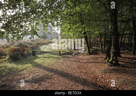 Grassy ride in Knightwood Inclosure New Forest National Park Hampshire England UK Stock Photo