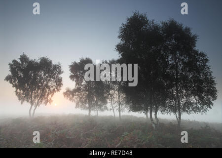 Silver birch Betula pendula on heathland at sunrise near Shatterford Bottom New Forest National Park Hampshire England UK Stock Photo