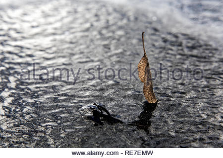 Leaves in frozen ice on a winter's day in Bavaria Stock Photo