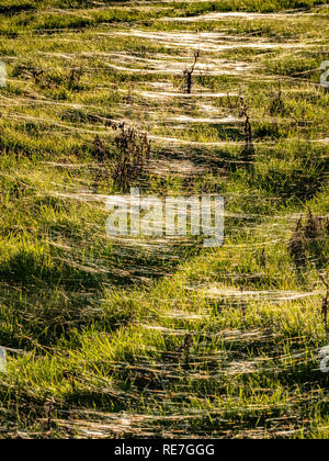 A grass meadow in Somerset covered in wind blown gossamer threads of small spiders made visible by the setting sun - photographed in January Stock Photo