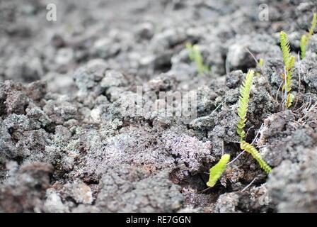 Closeup of new grown plants in lava on la reunion island Stock Photo