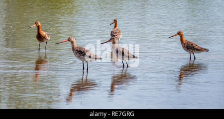 Black tailed godwit Limosa limosa group feeding at a shallow freshwater lagoon at Slimbridge on the Severn estuary in Gloucestershire UK Stock Photo