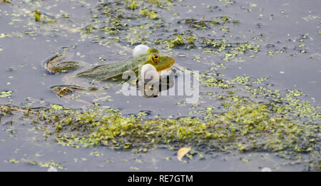 Marsh frog Rana ridibunda croaking wth inflated cheek pouches at spawning time in the Somersetshire Coal Canal in central Somerset UK Stock Photo