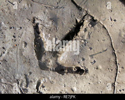 detailed wild turkey tracks in mud Stock Photo
