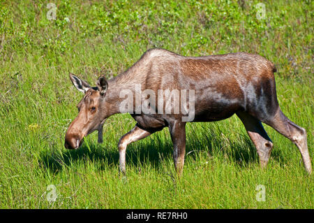 Moose in Alaska Stock Photo