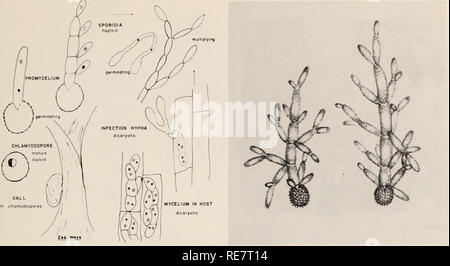 Corn Smut Caused By Ustilago Maydis Corn Smut Diseases Fig 2 Diagram Illustrating The Life Cycle Of Vslilago Maydis There Are Many Types Of Deviation From The One Given Especially In
