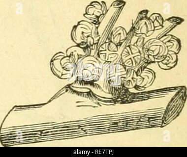 . Cordon training of fruit trees, diagonal, vertical, spiral, horizontal, adapted to the orchard house and open-air culture. Fruit-culture. 13. LITTLK SPUR (aNTICIPE) OF THE PEACH, RF.SULTING FEOM PINCHING THE BUDS (ant.) AND THE INCISION. 19. SPUR (ant.) of the peach BEARING FLOWER BUDS ONLY. spur pruning. That the method has been unsuccessful in several places he admits, but he thinks that this has been ow- ing to want of skill in the operator. His own experience tells him that it possesses the following advantages :—. Please note that these images are extracted from scanned page images that Stock Photo