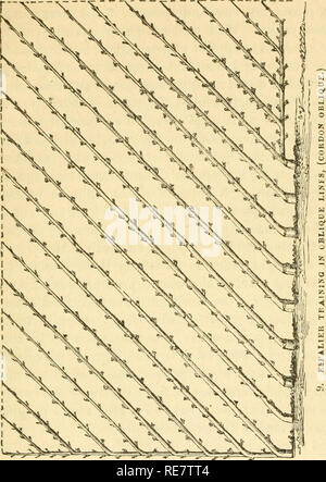 . Cordon training of fruit trees, diagonal, vertical, spiral, horizontal, adapted to the orchard house and open-air culture. Fruit-culture. CORDON TRAINING. 85 &quot; We know that the forms most generally employed for es- palier pear trees are such that it is necessary, for a wall of eight feet in height, to wait sixteen or eighteen years be-. fore the trees entirely cover the surface which is intended for each tree, that is, of fifty or sixty square feet. It is too long to wait for the maximum product of the trees, for during this time the interest upon the cost of the land and the con- struc Stock Photo