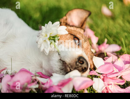 Floral concept with dog holding dahlia flower and rose petals for Valentine's day holiday Stock Photo