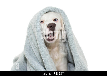 DOG BATHING. FUNNY  DOG WITH BLUE EYES  WRAP WITH A COLORED TOWEL WAITING FOR A SHOWER. ISOLATED AGAINTS WHITE BACKGROUND. Stock Photo