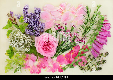 Herbs and flowers used in natural and chinese herbal medicine on cream background, Top view, flat lay. Stock Photo