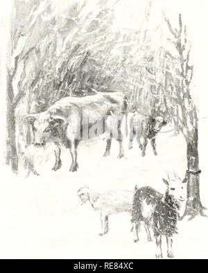 . The early herdsmen. Prehistoric peoples. 110 The Early Herdsmen How the People Protected the Tethered Creatures during a Storm Soon a big storm set in. The air was filled with blinding snow. The north wind blew fierce blasts and piled up great drifts. The herds sought shelter in the woods, and the people went into their pits. When Tether-peg saw the storm com- ing, she tethered the animals in a thicket not far from the camp. But the cold winds blew through the thicket and the creatures shivered with the cold. In a lull in the storm the women went out and brought the animals to the fire. They Stock Photo