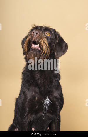 Portrait of a female Cesky Fousek dog looking up seen from the front isolated on a beige background Stock Photo