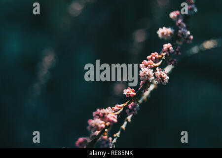 Close-up of some pink small flowers of tamarix chinensis on a branch Stock Photo